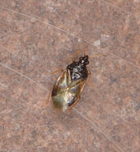 Orius sp.
